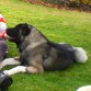 baloo jugando en el pasto